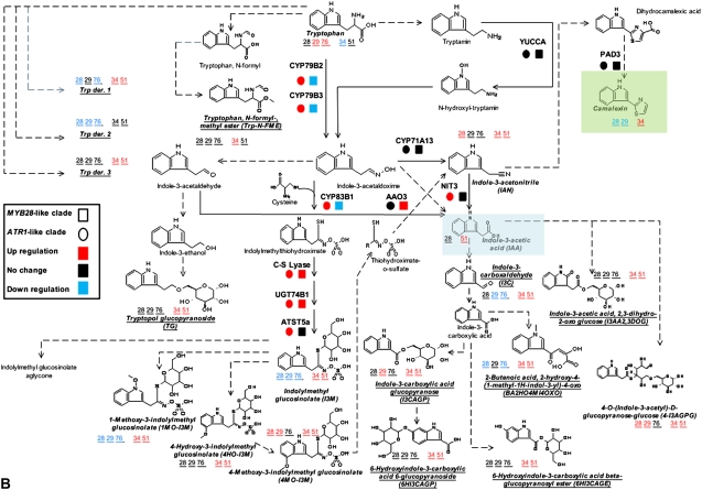 Figure 5.