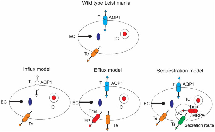 FIGURE 2