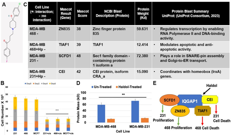 Figure 1. Haldol inhibits cell proliferation and differentially promotes novel IQGAP1 interactions in triple-negative breast cancer (TNBC) cell lines.