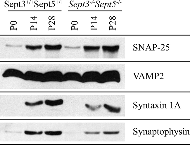 FIG. 8.