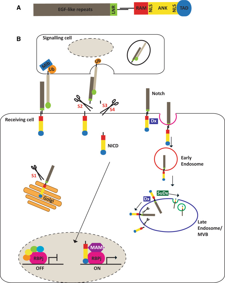 Fig. 1