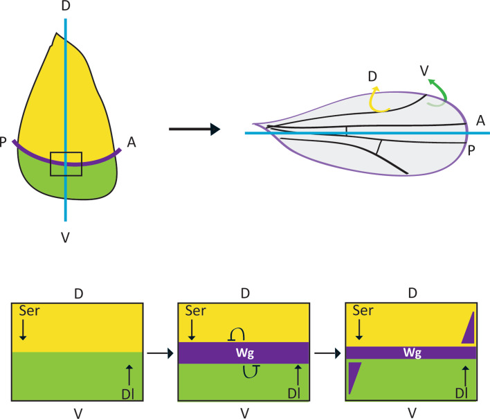 Fig. 4