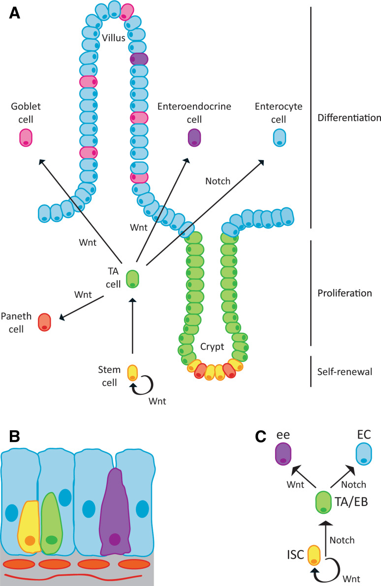 Fig. 6