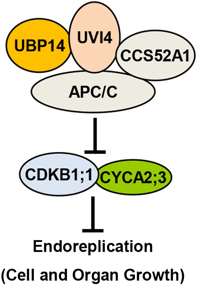 Figure 7.