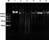 Fig. 12