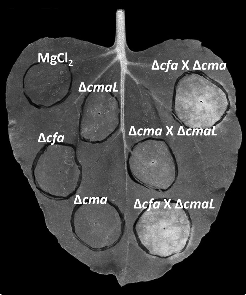 Fig 4