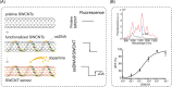 Figure 31