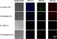Figure 22