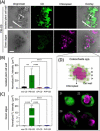 Figure 27