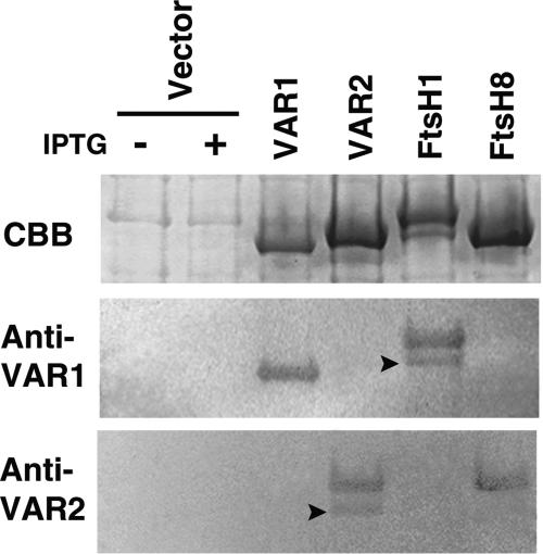 Figure 5.