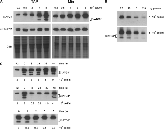 Figure 5.