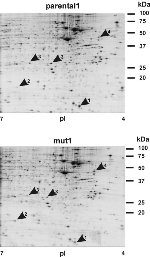 FIG. 4.