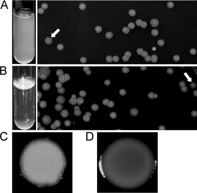 FIG. 1.