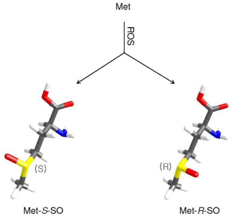 The biological significance of methionine sulfoxide stereochemistry - PMC