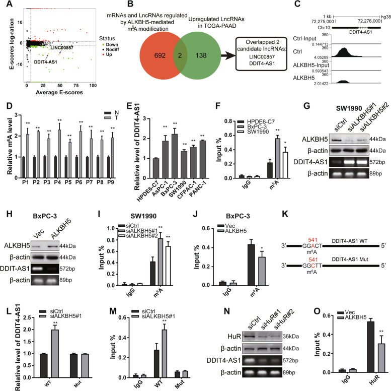 The m6A demethylase ALKBH5-mediated upregulation of DDIT4-AS1 maintains ...