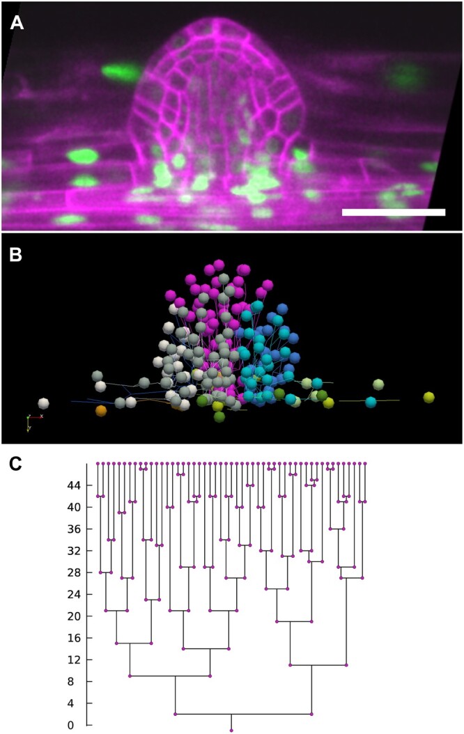 Figure 4