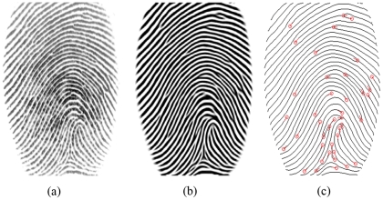 Fingerprint Recognition with Identical Twin Fingerprints - PMC