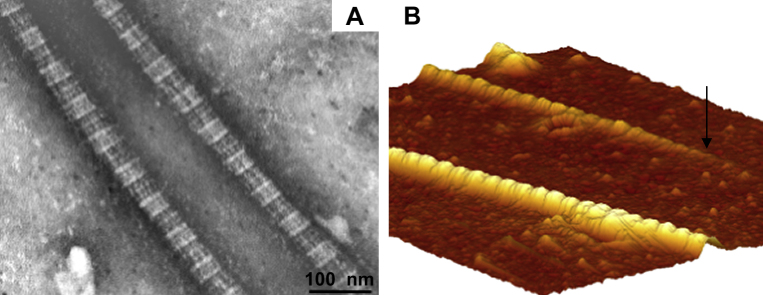 Fig. 7