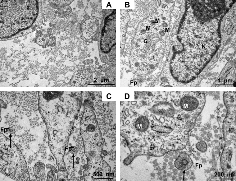 Fig. 5