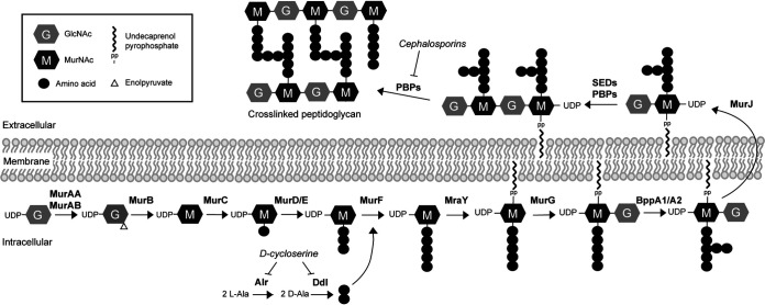 FIG 1