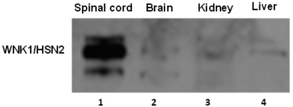 Fig. 4: