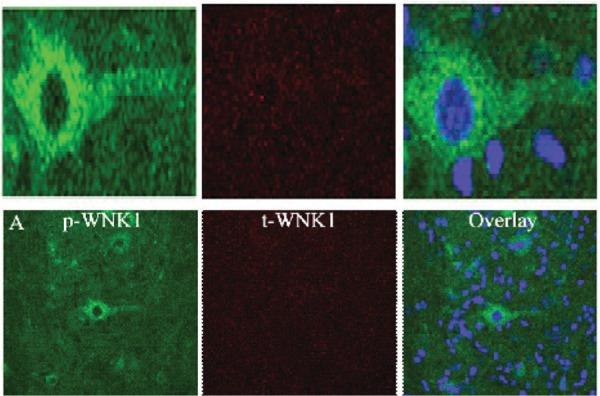 Fig. 6: