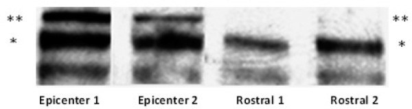 Fig. 5: