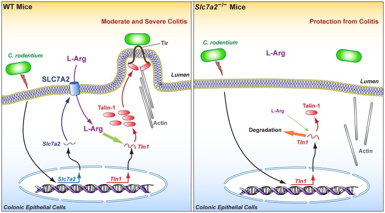 Fig 12