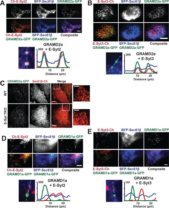 Figure 2—figure supplement 1.