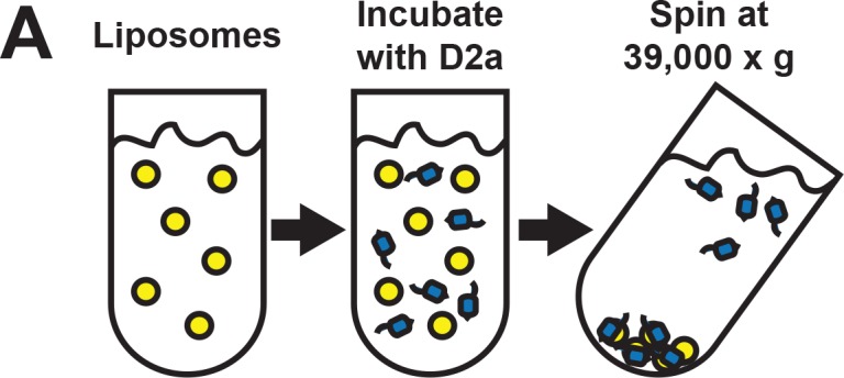 Figure 4—figure supplement 1.