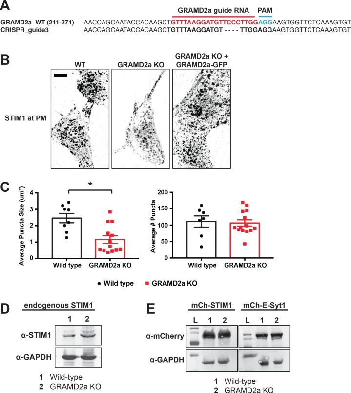 Figure 7—figure supplement 1.