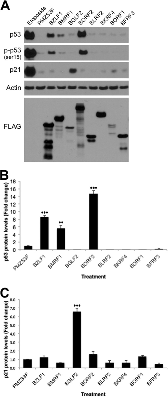 FIG 3