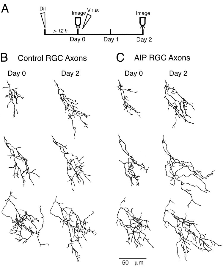 Fig. 7.