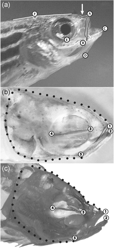 FIGURE 1