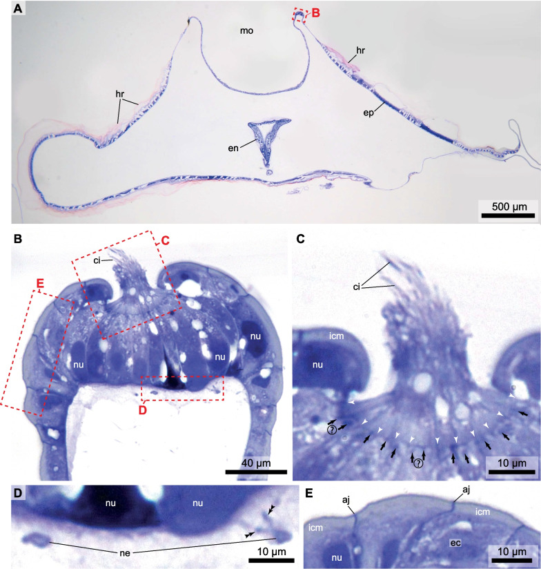 Fig. 4