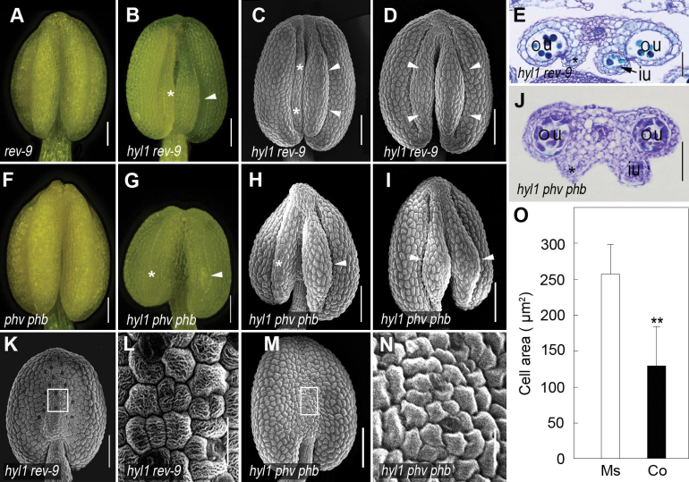 Fig. 8.