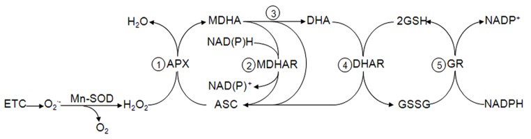 FIGURE 1