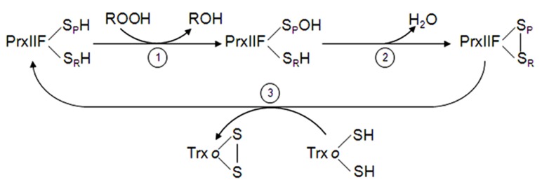 FIGURE 3