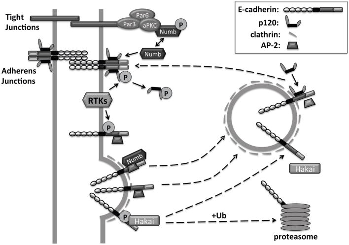 p120 catenin: an essential regulator of cadherin stability, adhesion ...