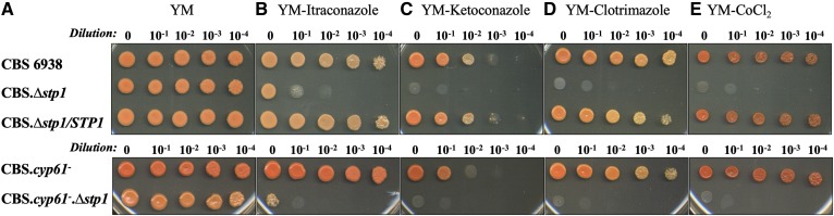 Fig. 4.