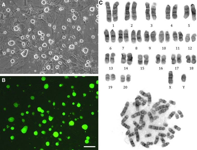 FIG. 1.