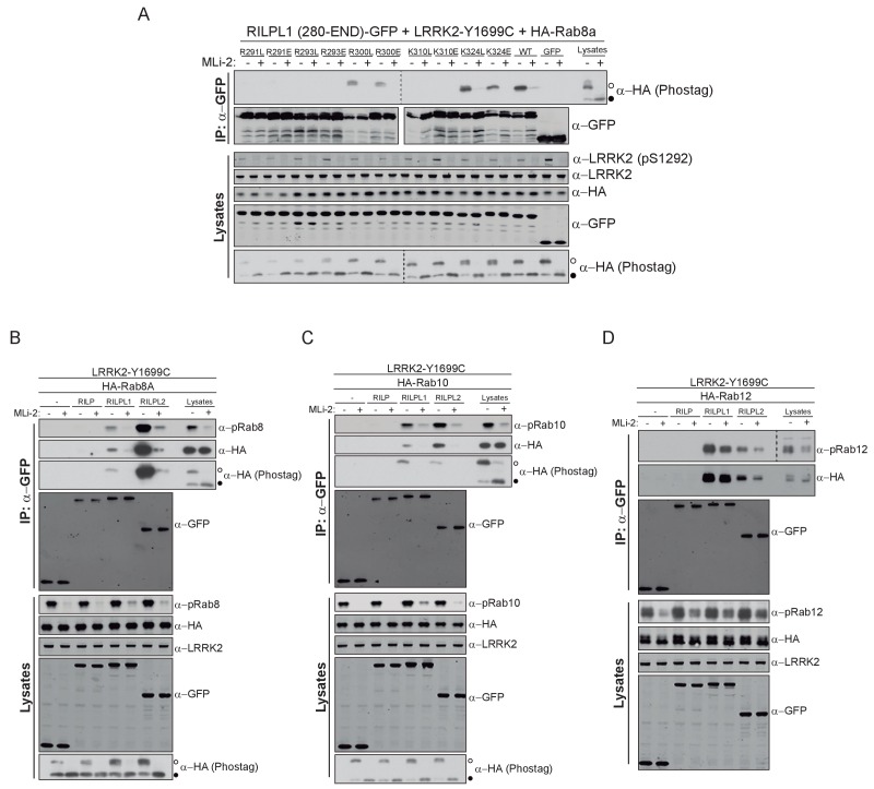 Figure 3—figure supplement 3.