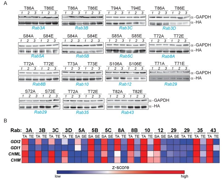 Figure 3—figure supplement 1.