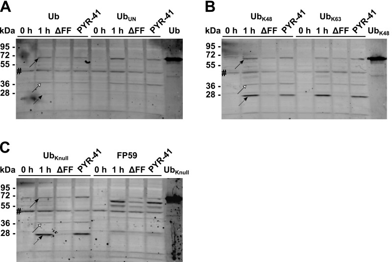 FIG 4 