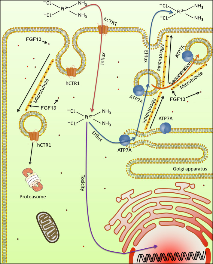 FIGURE 7