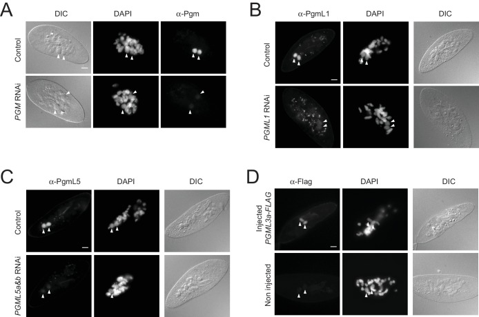 Figure 2—figure supplement 1.