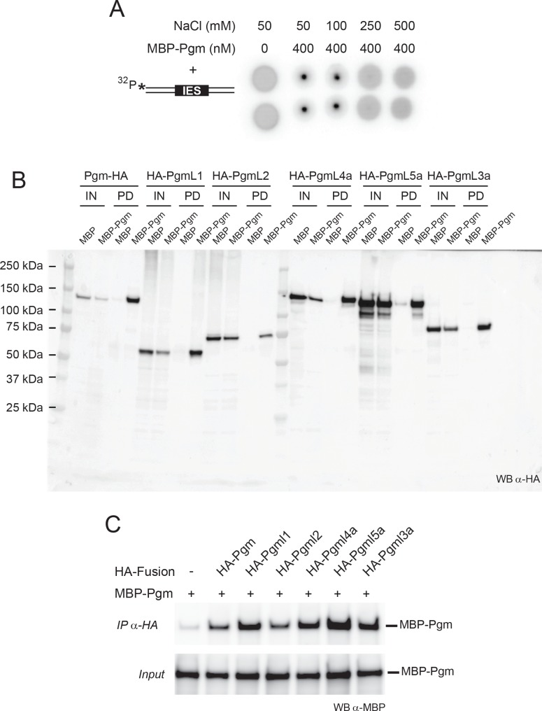 Figure 3—figure supplement 2.