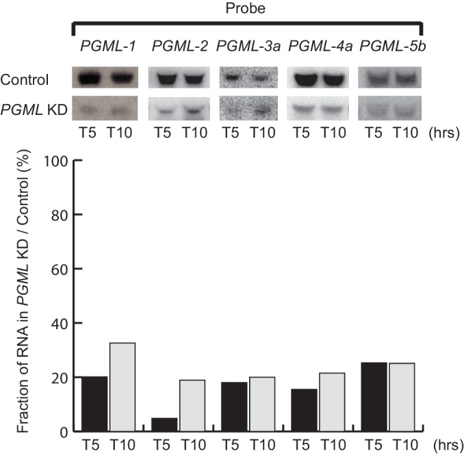 Figure 5—figure supplement 1.