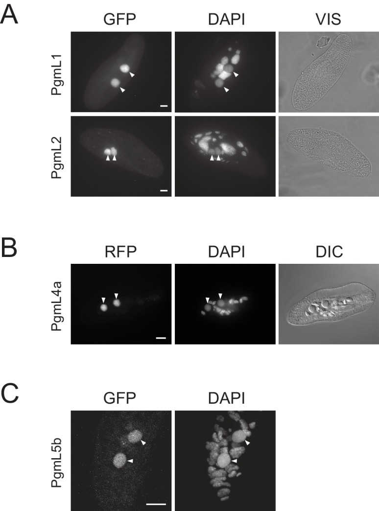 Figure 2—figure supplement 2.