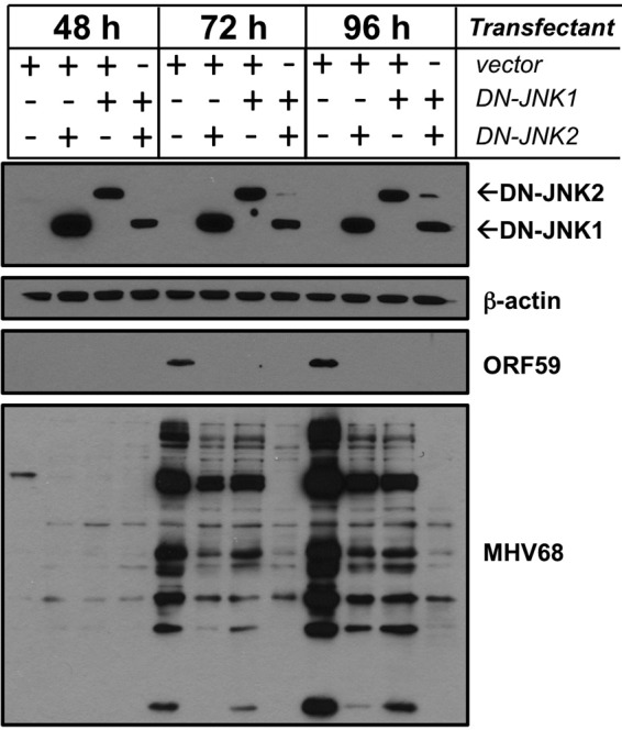 Fig 5